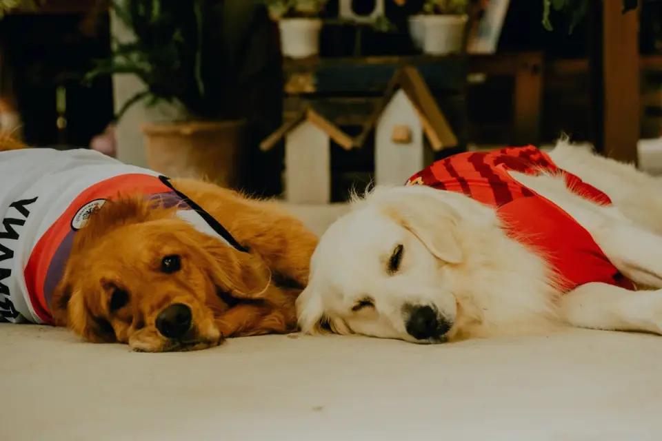 Senior golden retriever pushing up off a wooden floor bed