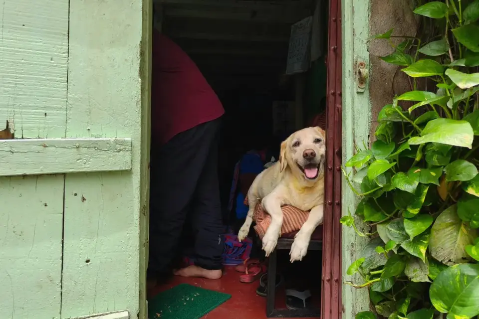 Senior Labrador retriever walking carefully up a set of porch steps