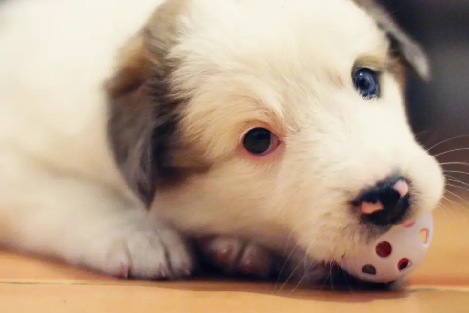 Small dog rolling a treat-dispensing ball across a hardwood floor