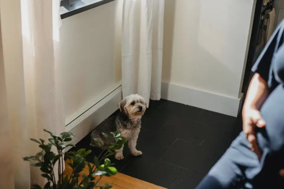 Small dog sitting beside an empty food bowl
