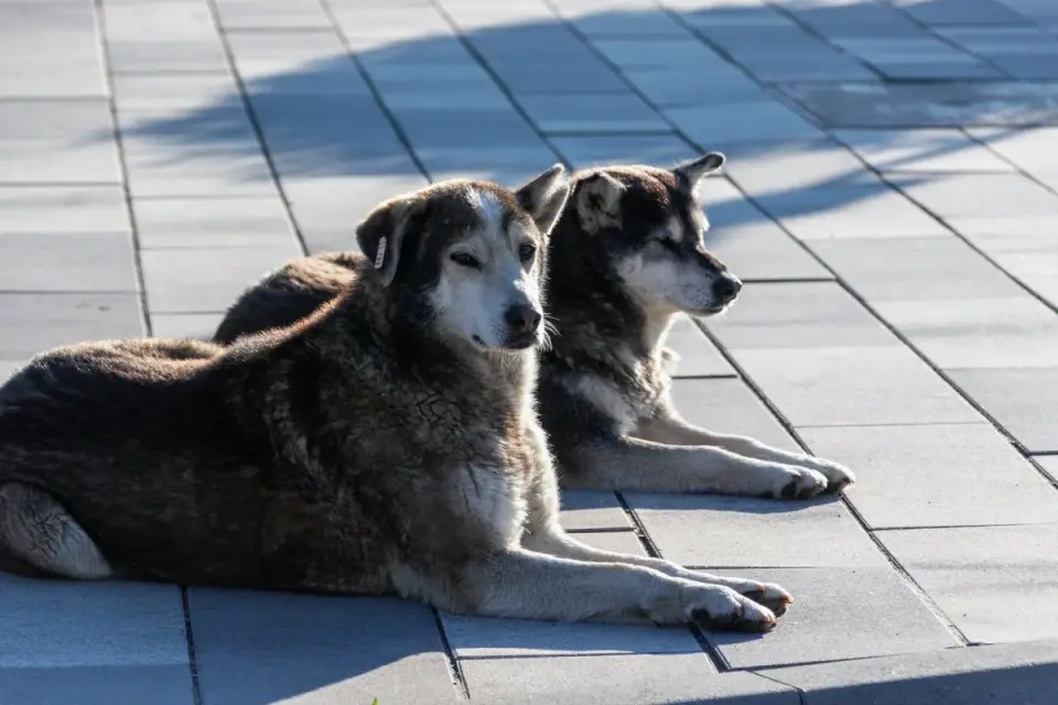 Two dog food bowls set out, one in morning light and one in evening light