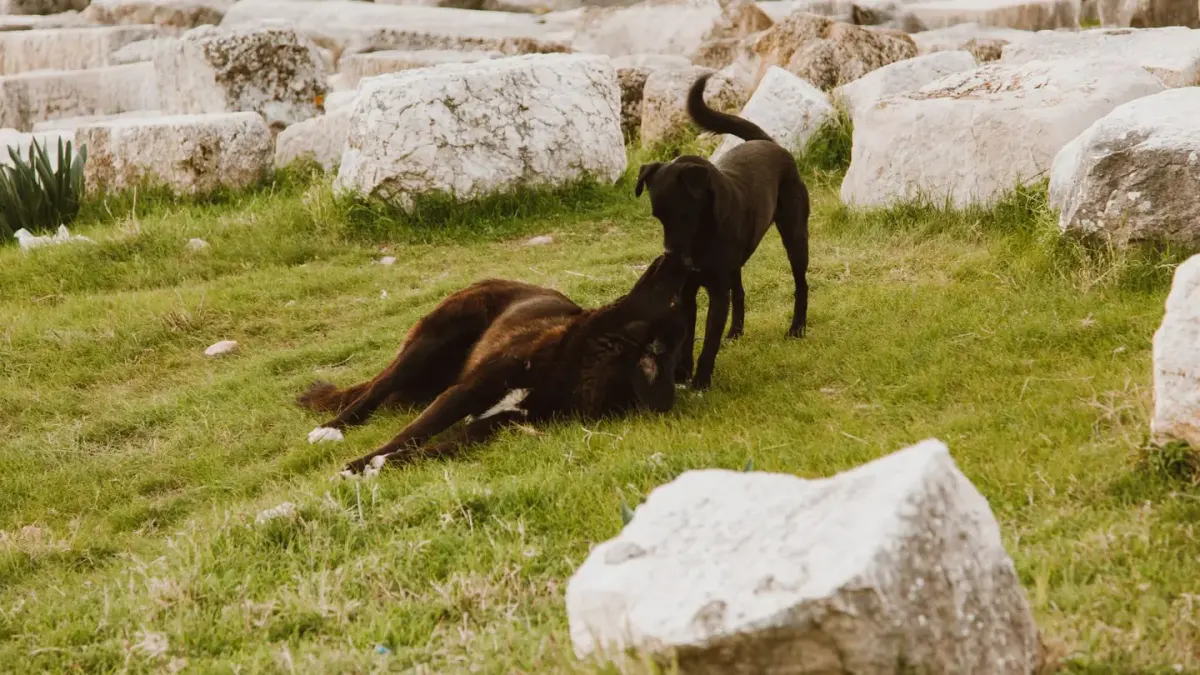 Two dogs facing each other in a play bow stance on grass