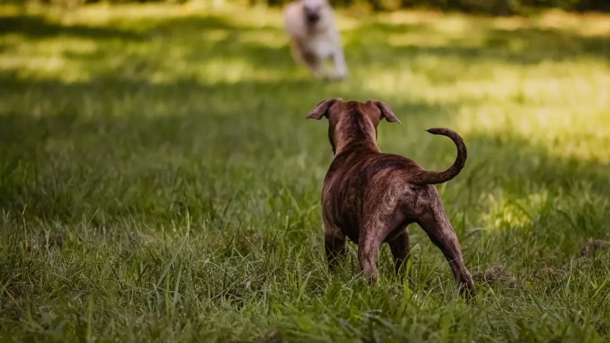 Two dogs mid-play in a grassy backyard, one rearing up over the other