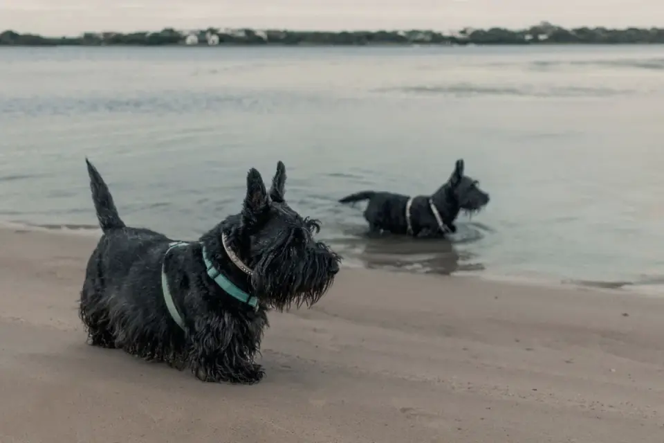 Two dogs playing
