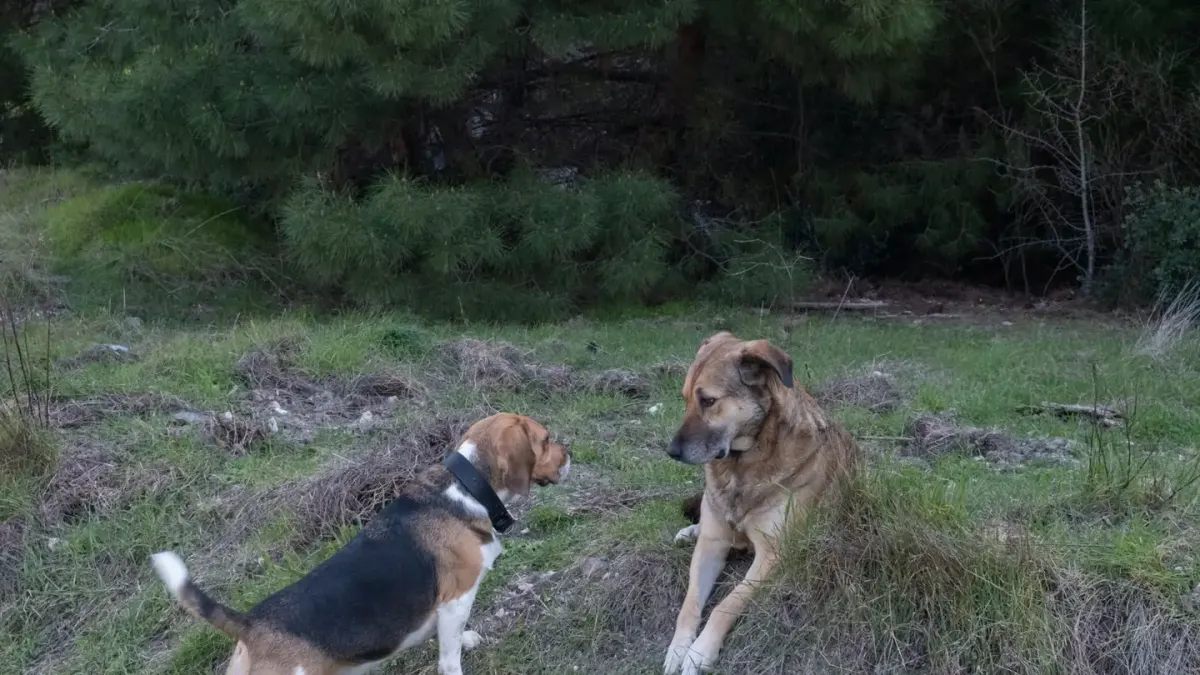 Two dogs playing