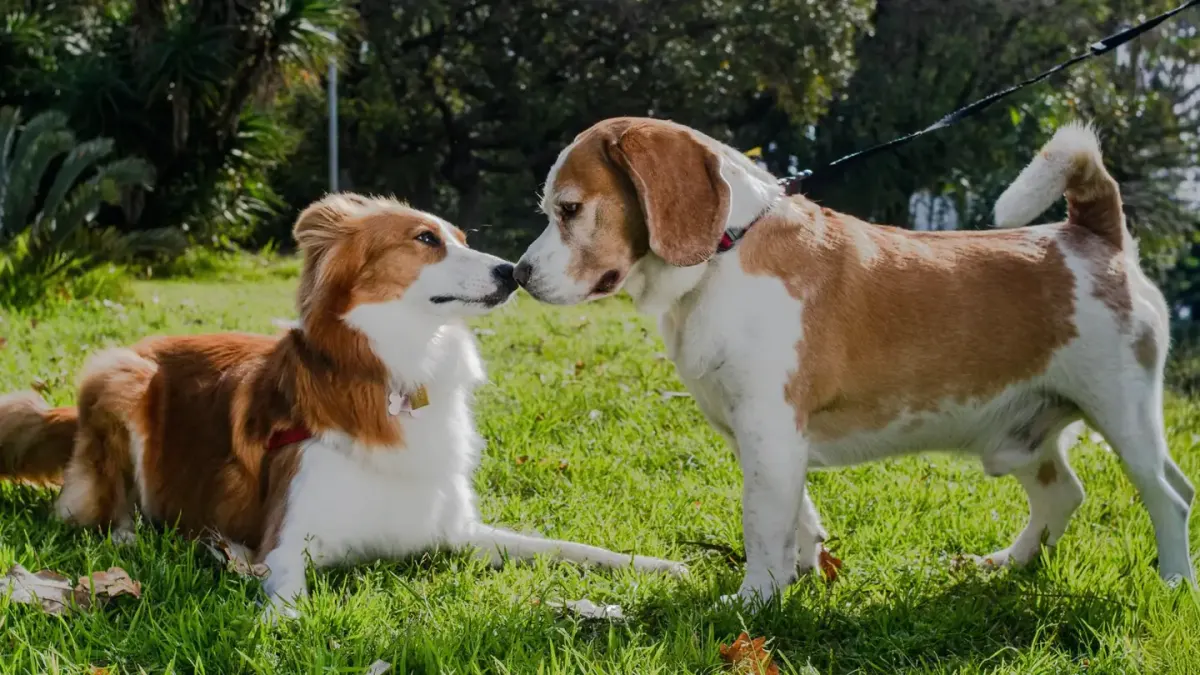 Two dogs playing