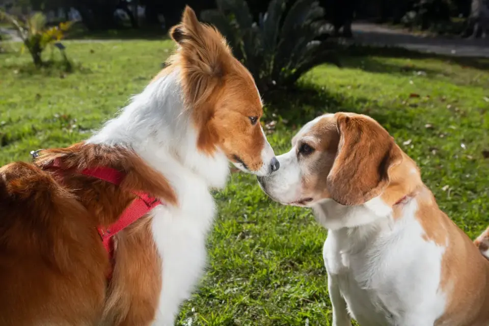 Two dogs playing