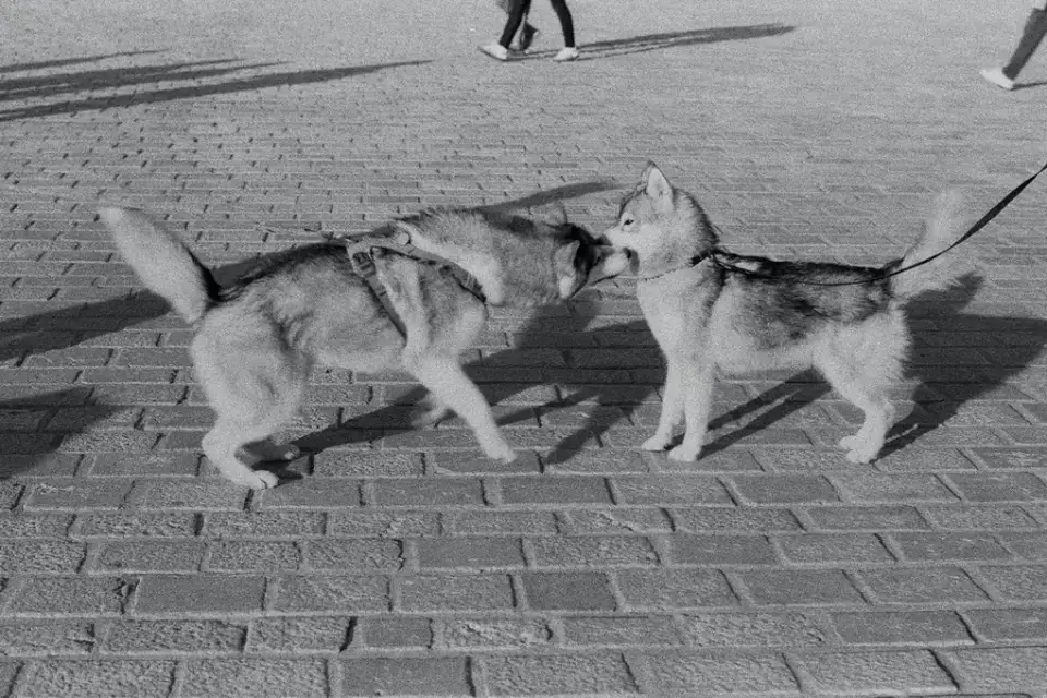 Two dogs running and playing together off leash in a fenced dog park