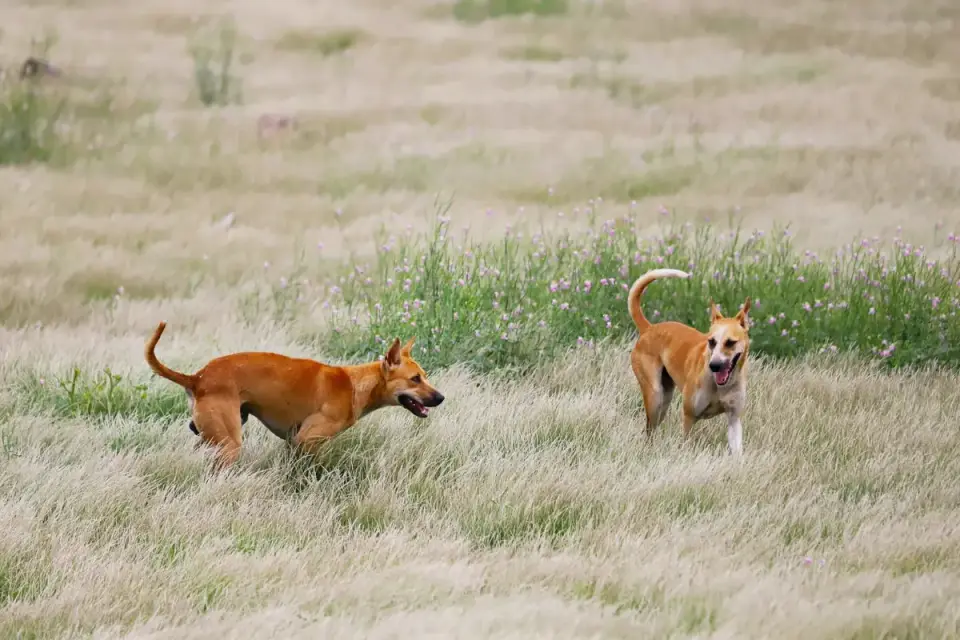 Two dogs wrestling with loose, relaxed body posture on a lawn