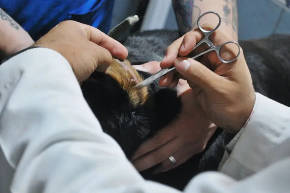Veterinarian checking a dog&#x27;s gum color during an exam