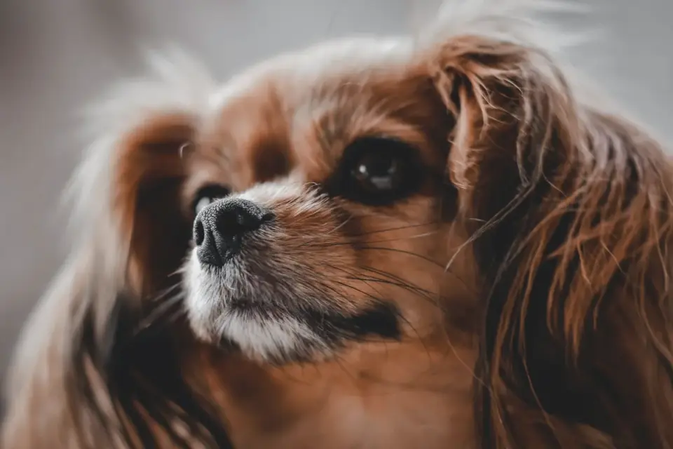 Veterinarian gently examining a Cavalier King Charles Spaniel on an exam table