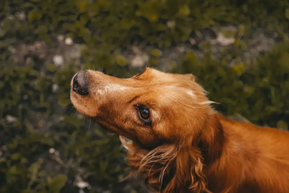 Veterinarian gently examining a Cocker Spaniel&#x27;s ear