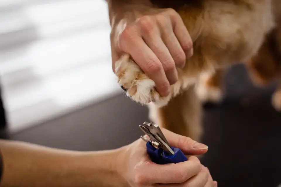 Veterinarian trimming a small dog&#x27;s nail during a wellness visit
