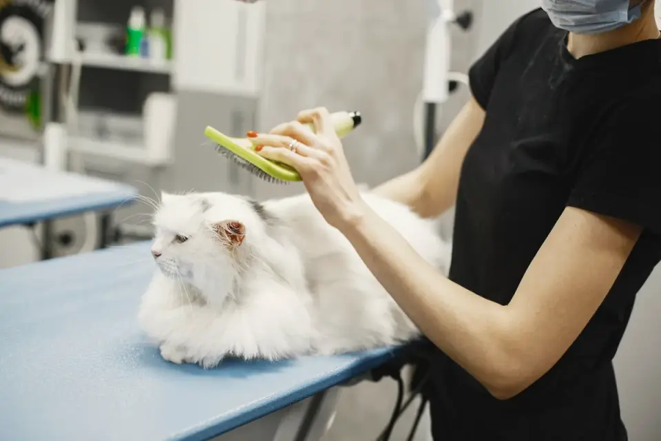 Woman brushing a dog with a denser coat indoors