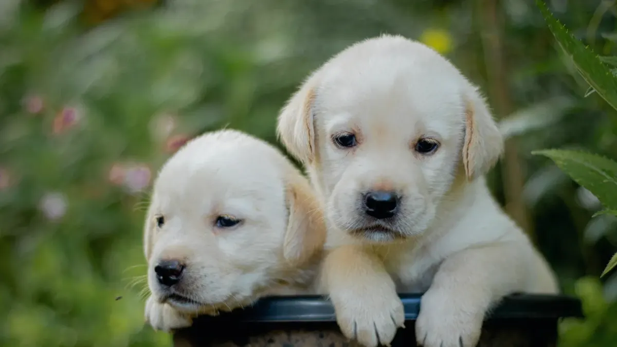 Yellow Labrador Retriever puppy playing outdoors on grass